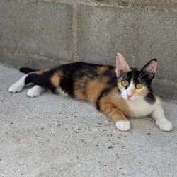 Arwen, female young European Shorthair for adoption at Protectora de Animales de Segovia, Segovia