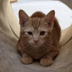 Ayla, female puppy European Shorthair for adoption at Protectora de Animales de Segovia, Segovia