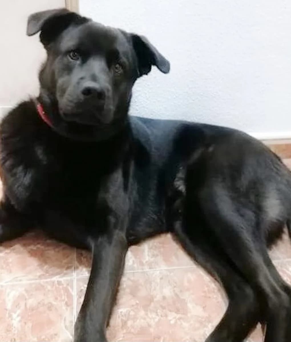 Verso, male young Mixed Breed for adoption at Pets Tucatz, Alicante