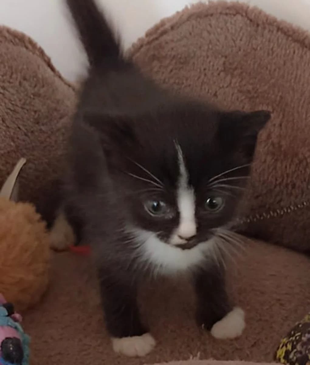 Flash, puppy Mixed Breed for adoption at Pets Tucatz, Alicante