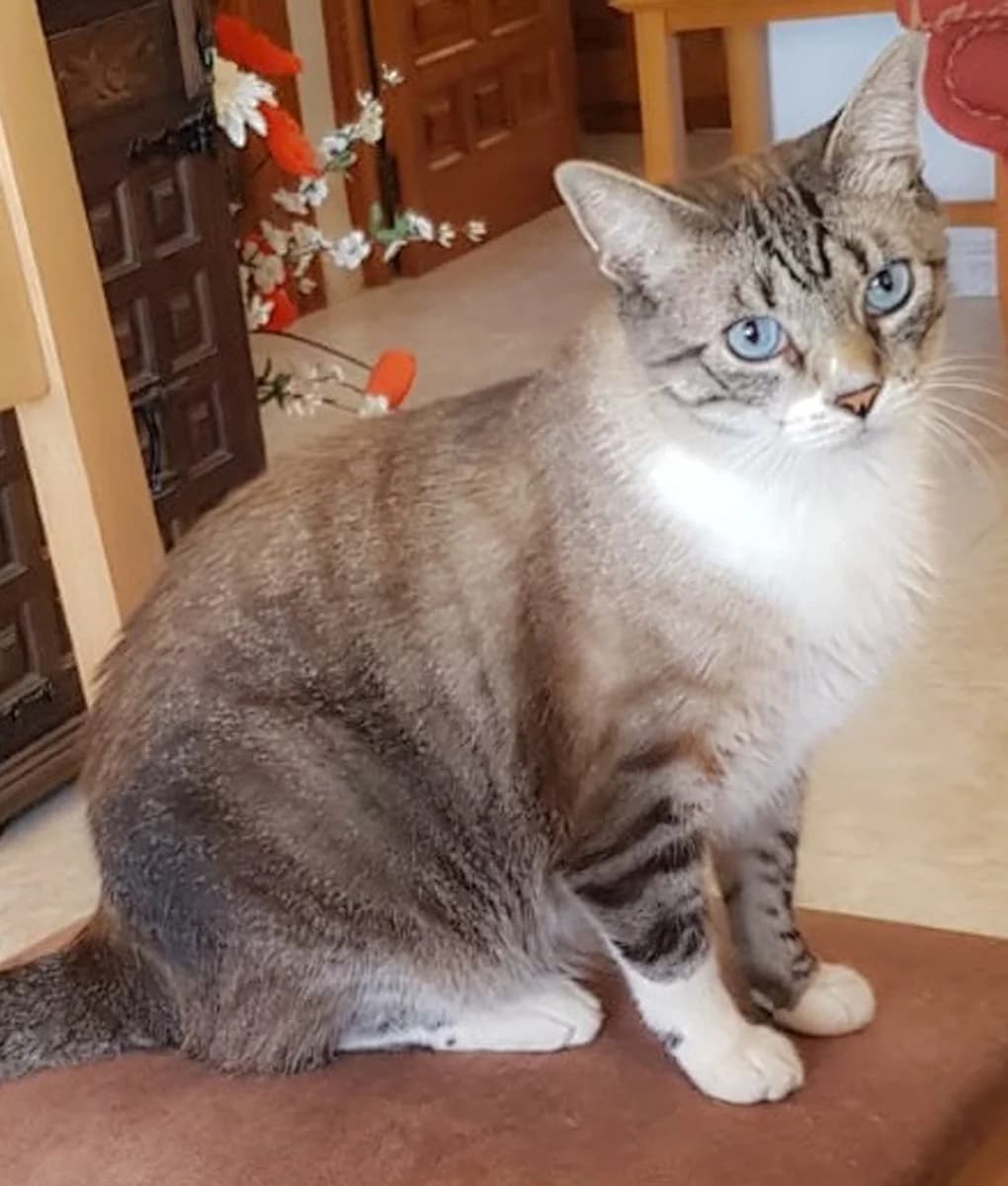 Simba, male 3yo Mixed Breed for adoption at Pets Tucatz, Alicante