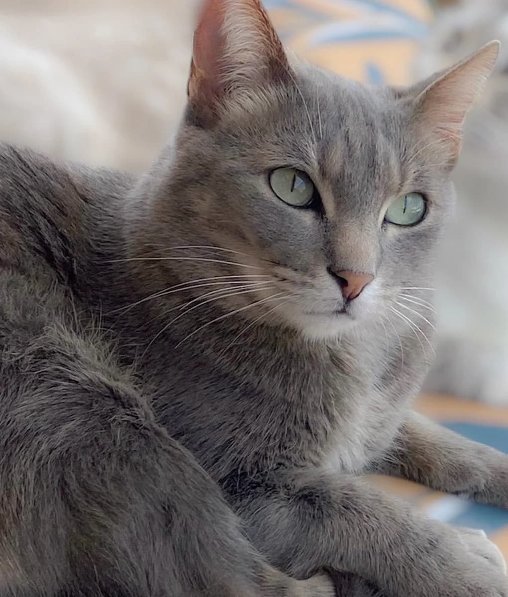 Gandalf, male 4yo Mixed Breed for adoption at Pets Tucatz, Alicante