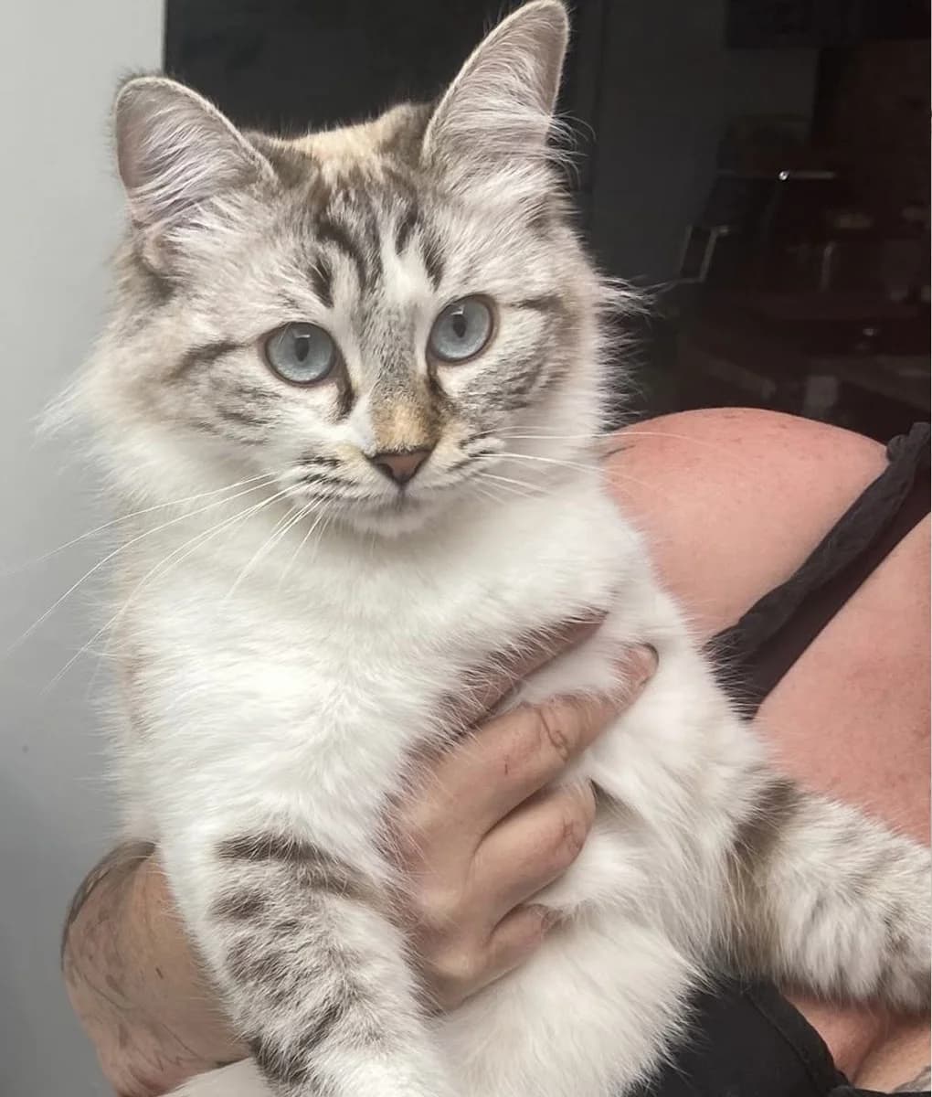 Freya, female young Mixed Breed for adoption at Pets Tucatz, Alicante