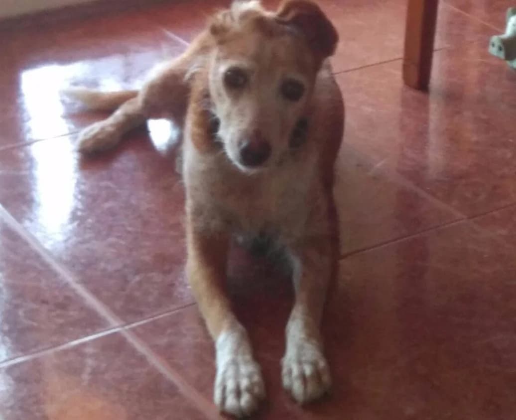 Charlina, female senior Brittany Spaniel for adoption at Asociación Protectora Pont a la Vida