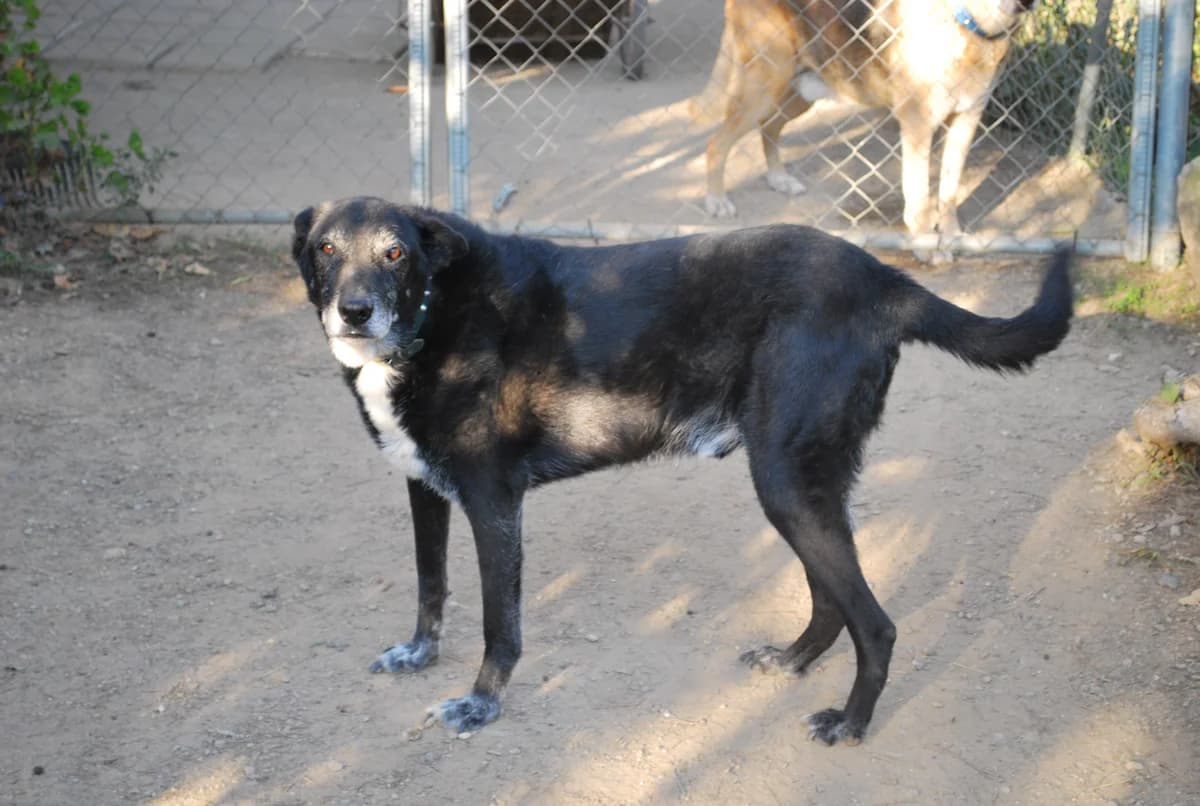 Mogli, male senior mixed breed for adoption at Asociación Protectora Pont a la Vida