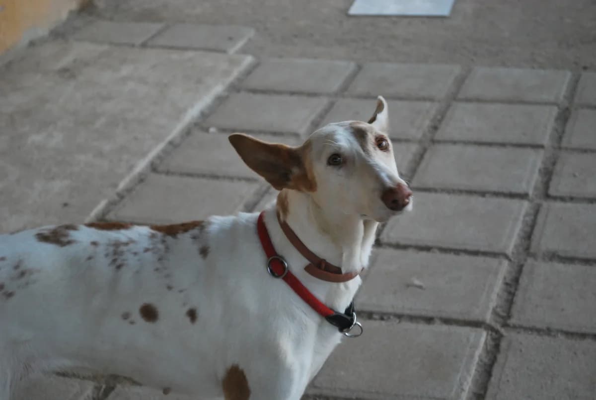 Paloma, female senior Podenco for adoption at Asociación Protectora Pont a la Vida