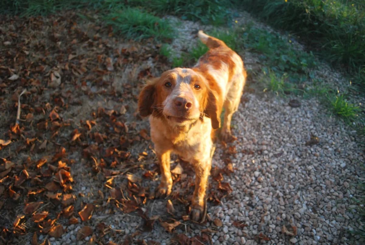 Sol, male senior Brittany Spaniel for adoption at Asociación Protectora Pont a la Vida