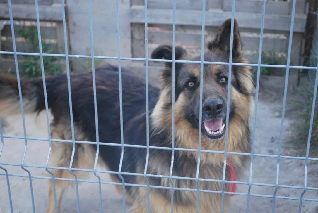 Tom, male senior German Shepherd for adoption at Asociación Protectora Pont a la Vida