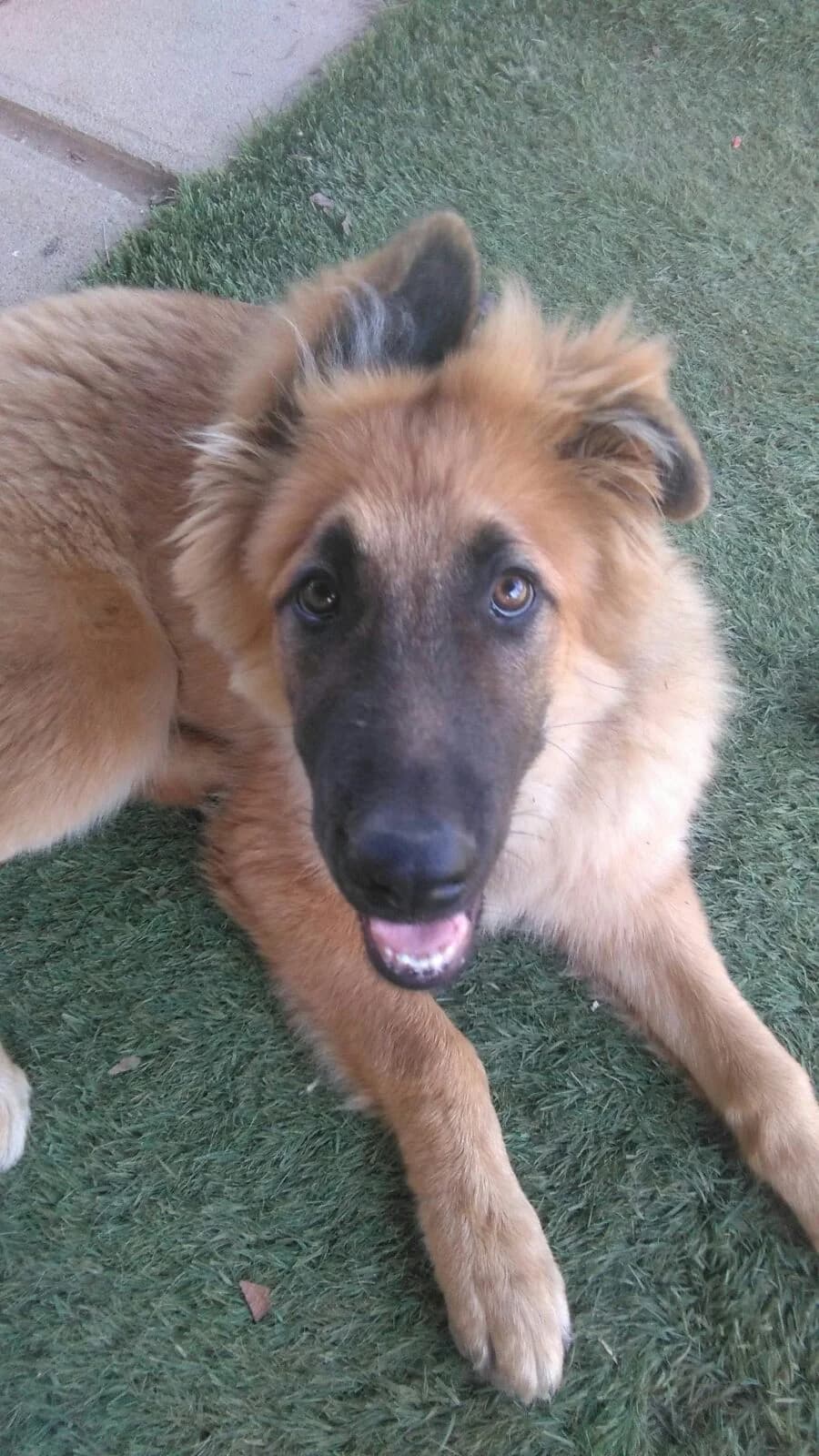 Yeiko, male senior mixed breed for adoption at Asociación Protectora Pont a la Vida