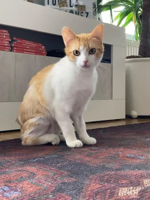 DIK, male 6yo Mixed Breed for adoption at Proanbur – Protectora de Animales de Burgos