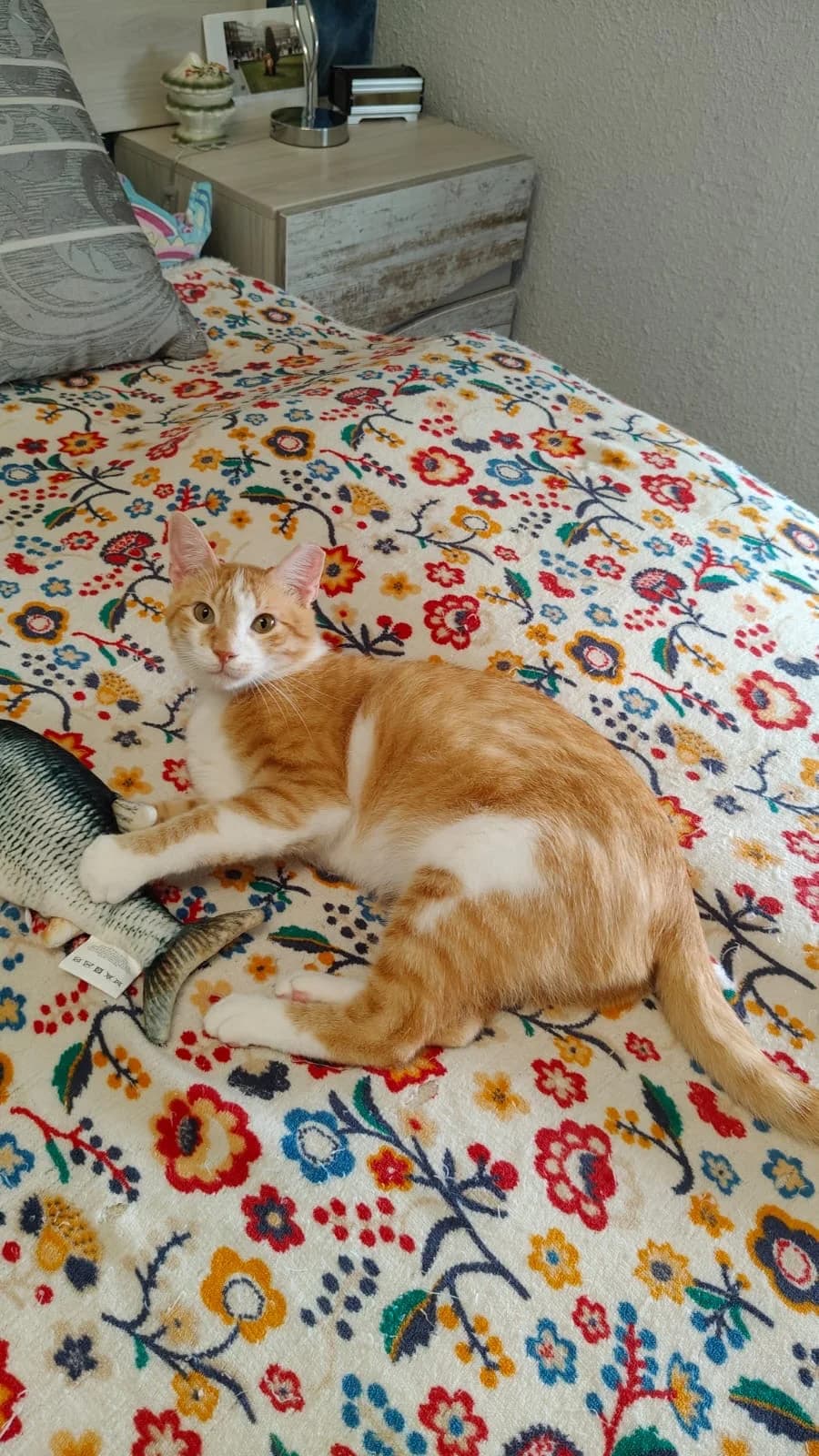 TIMMY, male young Mixed Breed for adoption at Proanbur – Protectora de Animales de Burgos