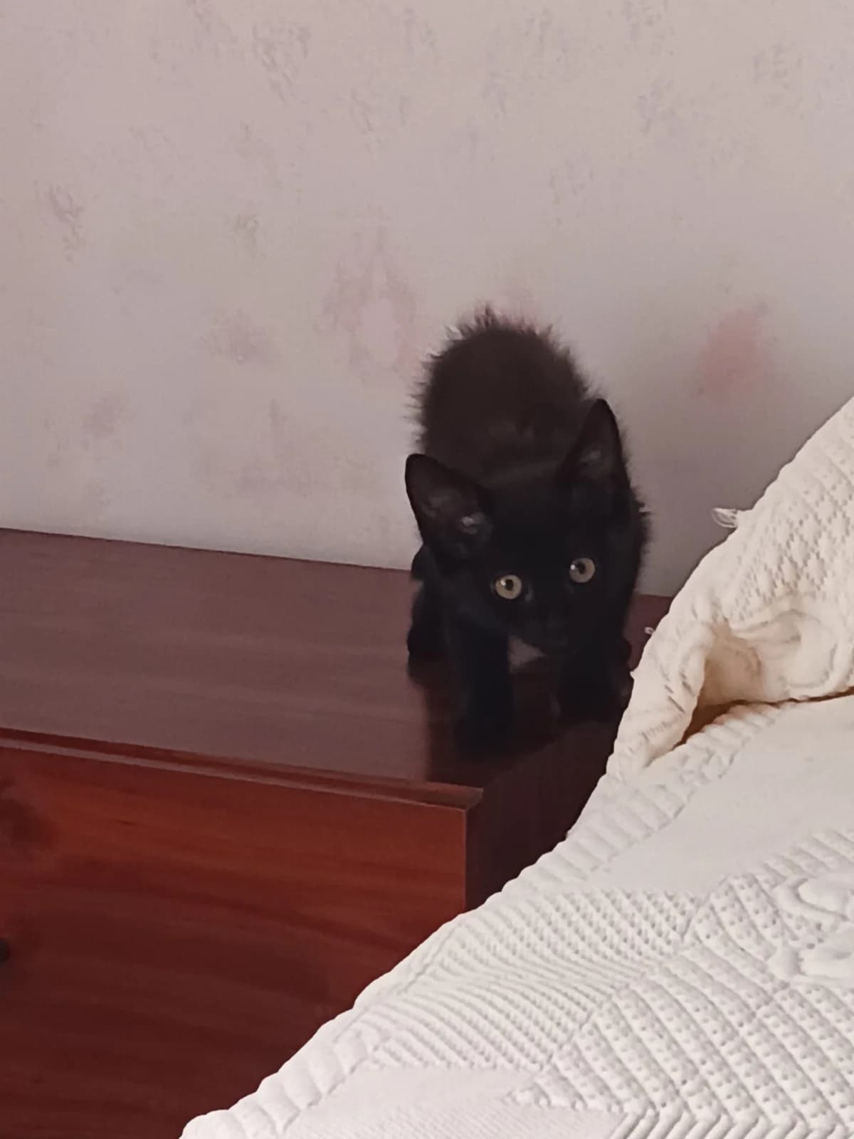 KIARA, female Mixed Breed for adoption at Proanbur – Protectora de Animales de Burgos