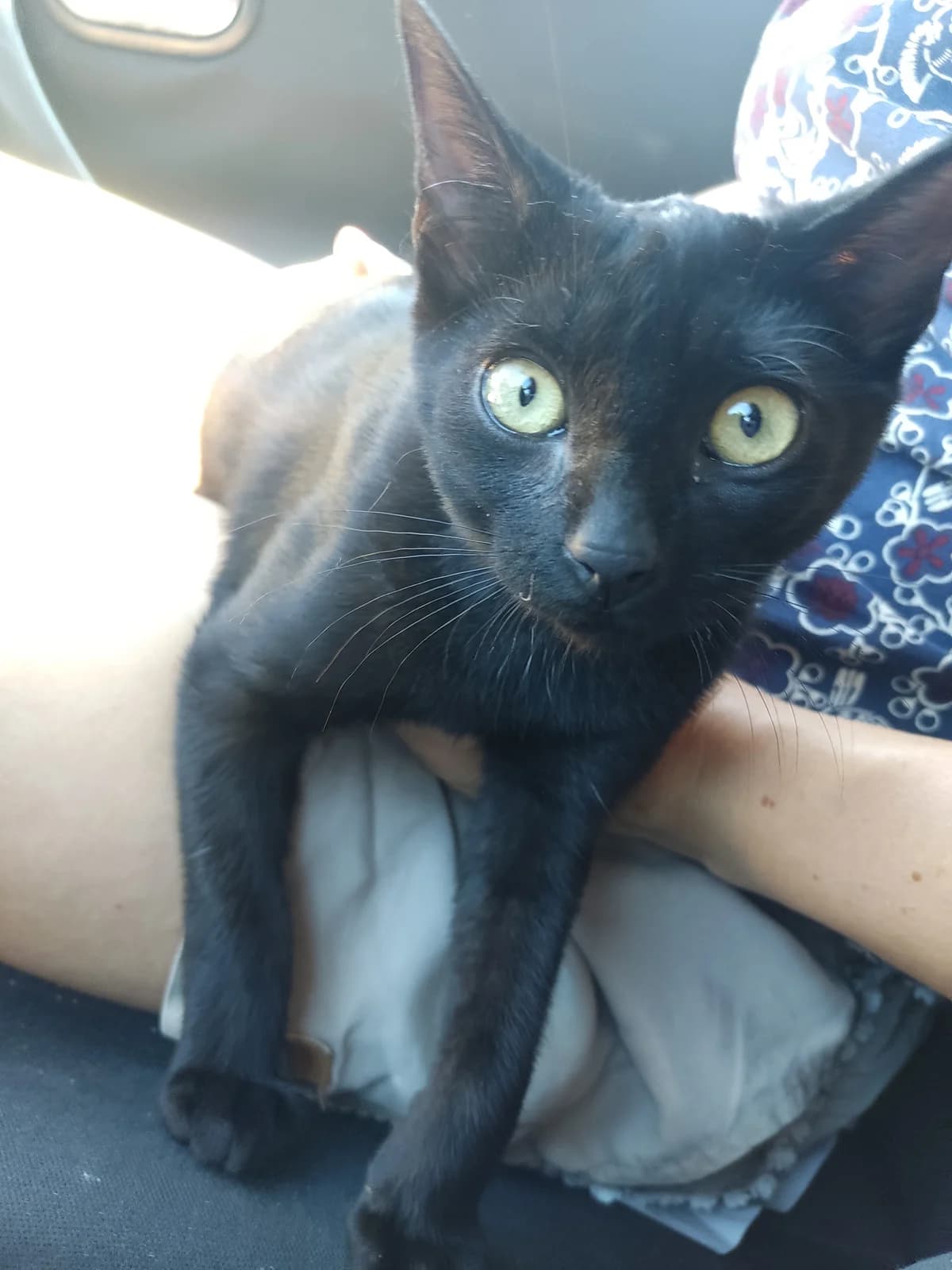 KRIS, male Mixed Breed for adoption at Proanbur – Protectora de Animales de Burgos