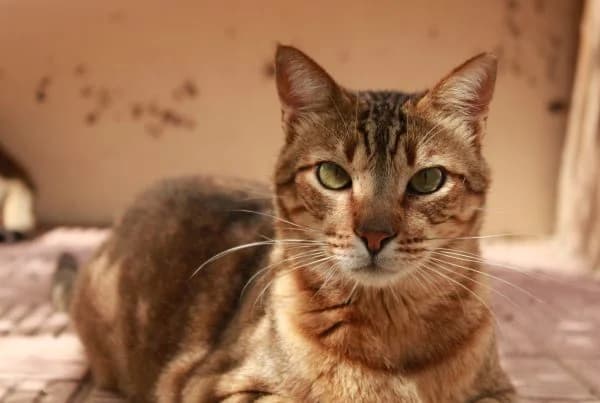 Tom, male Mixed Breed for adoption at Proanimal Gomera