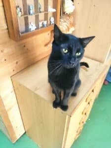 Ilaf, male 4yo Mixed Breed for adoption at Progat Cornellà