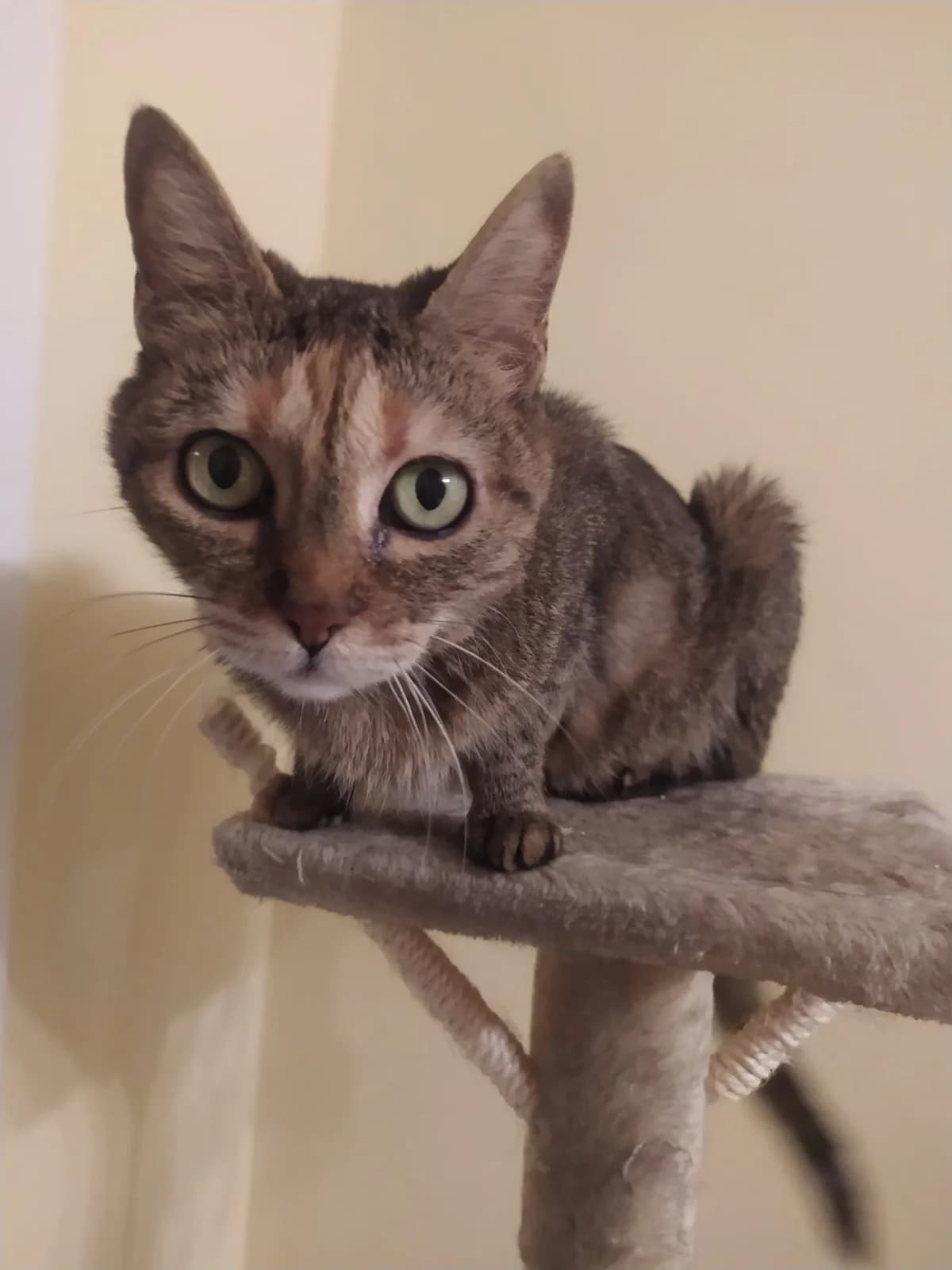 Cheril, senior Mixed Breed for adoption at Propatas