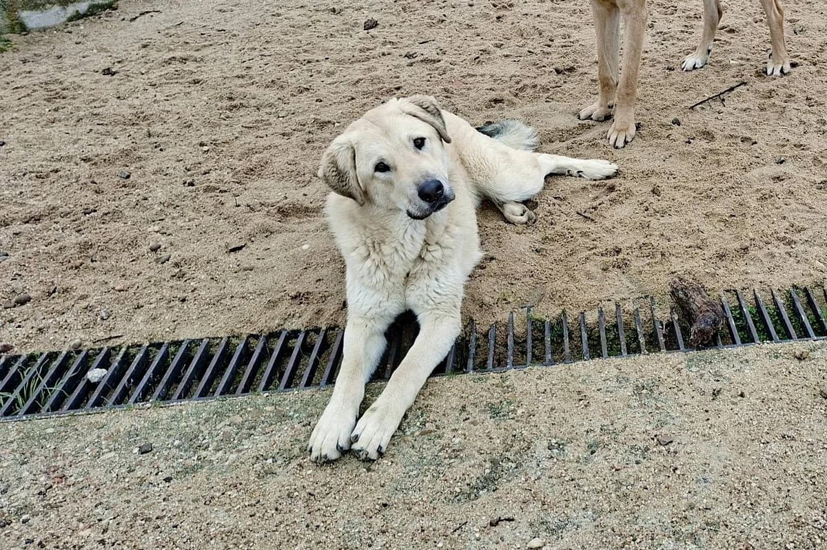 Baloo, young Mixed Breed for adoption at Propatas