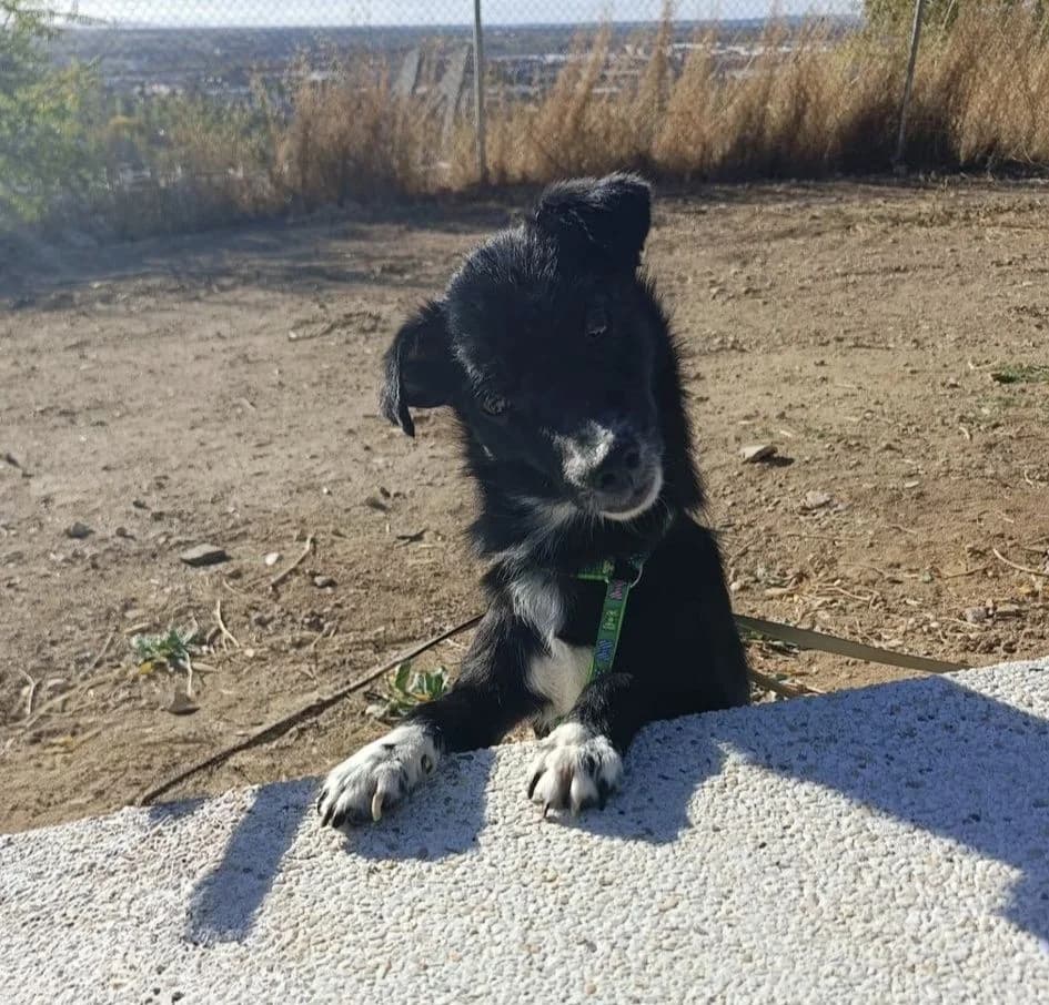 Bart, young Mixed Breed for adoption at Propatas