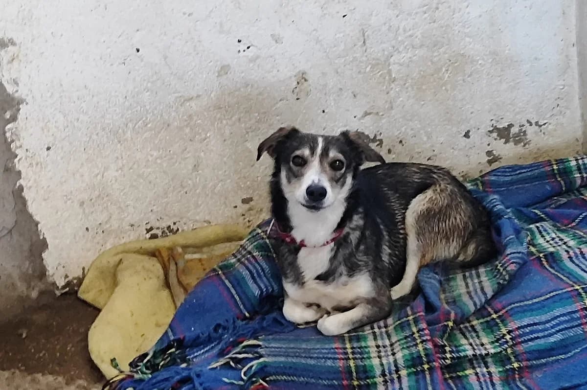 Lenny, young Mixed Breed for adoption at Propatas