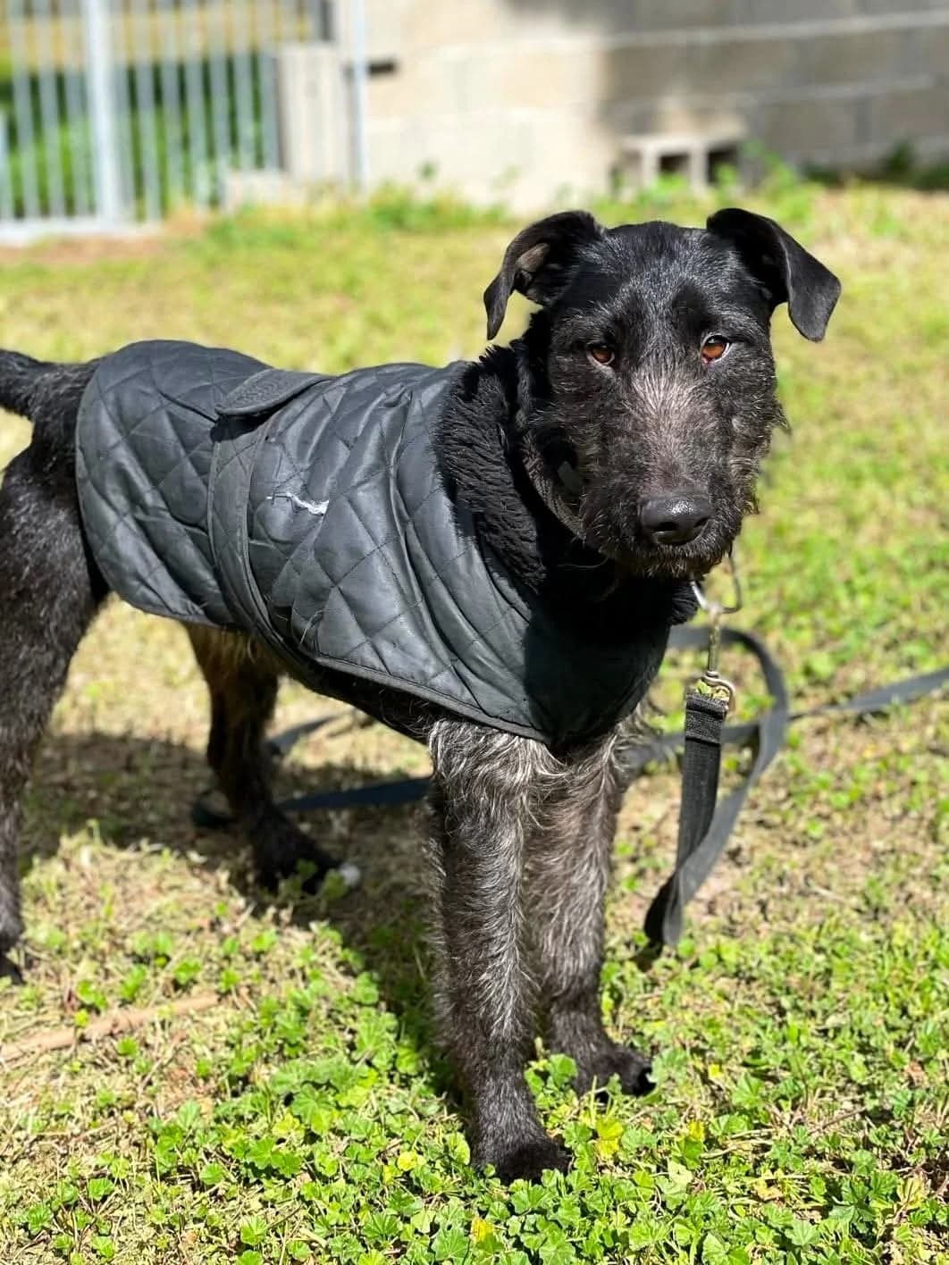 Oliver, 4yo Mixed Breed for adoption at Propatas