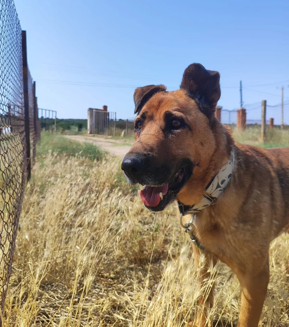 Suri, senior Mixed Breed for adoption at Propatas