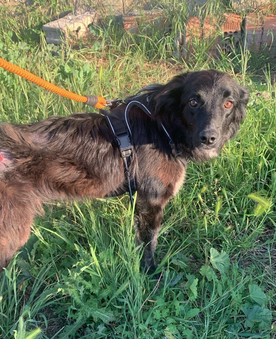 Tábata, young Mixed Breed for adoption at Propatas