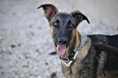 Fred, male senior Mixed Breed for adoption at APADAC — Protectora de Animales