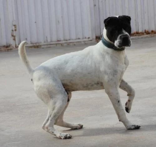 PEPE, male senior Shar Pei for adoption at APADAC — Protectora de Animales