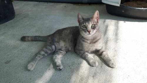 VANESSA, female senior Mixed Breed for adoption at APADAC — Protectora de Animales