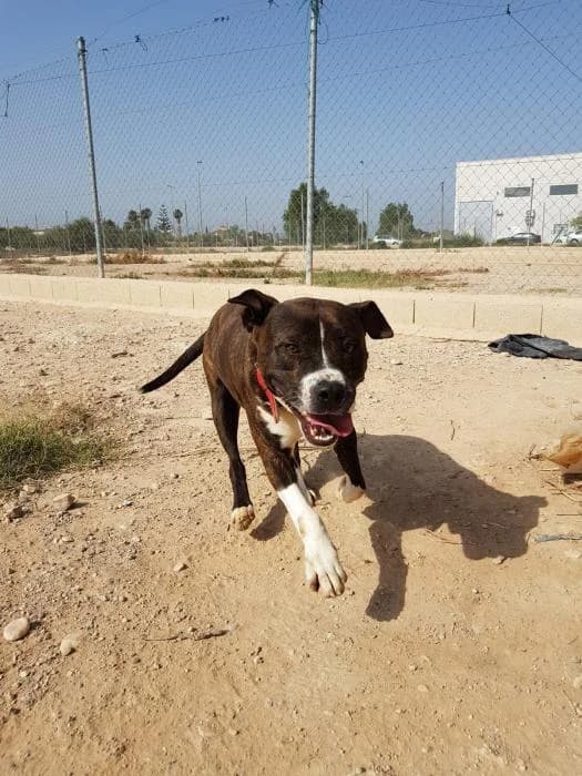 Byron, male senior mixed breed for adoption at APADAC — Protectora de Animales