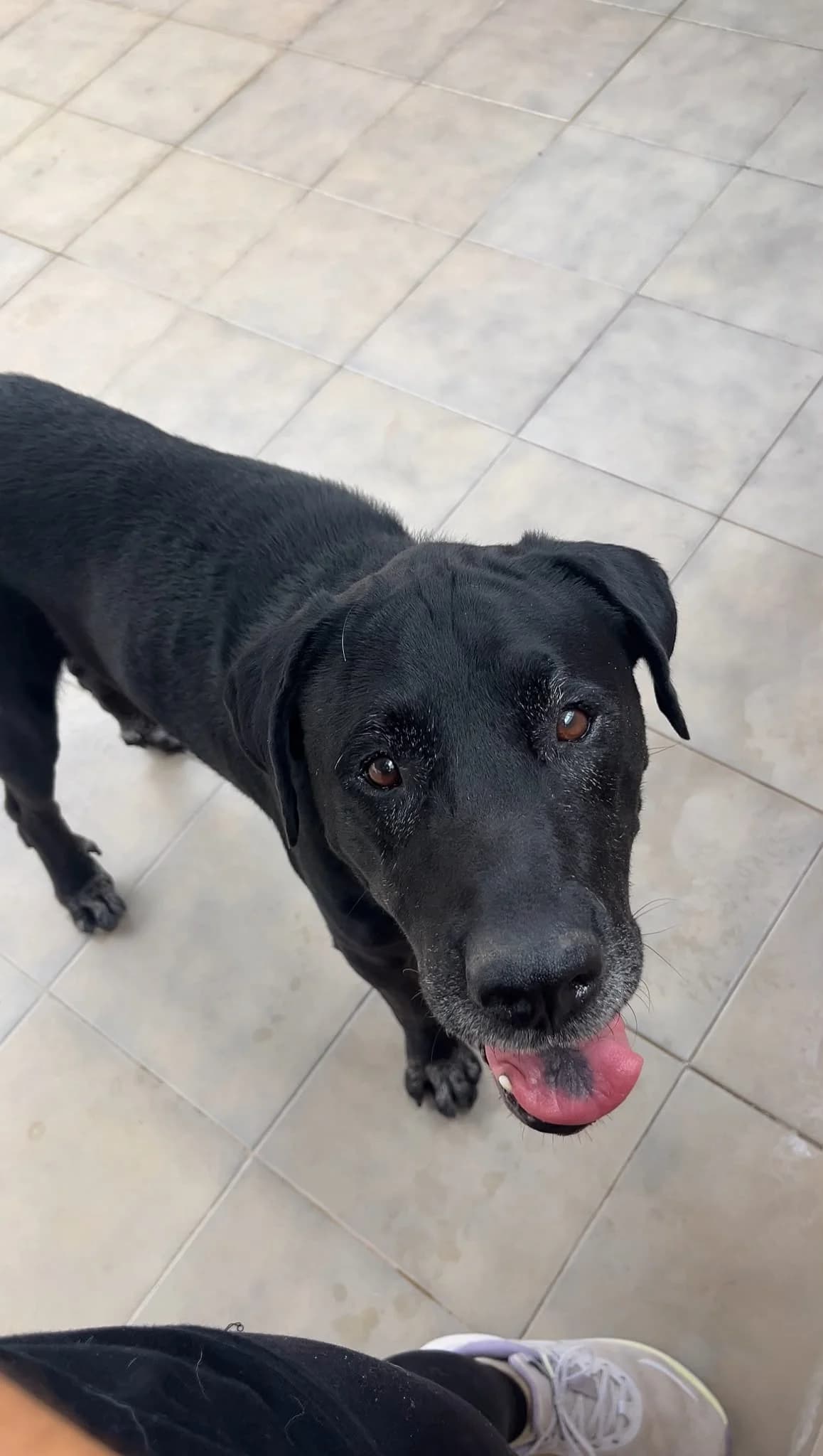 Ares, male senior Mixed Breed for adoption at APADAC — Protectora de Animales