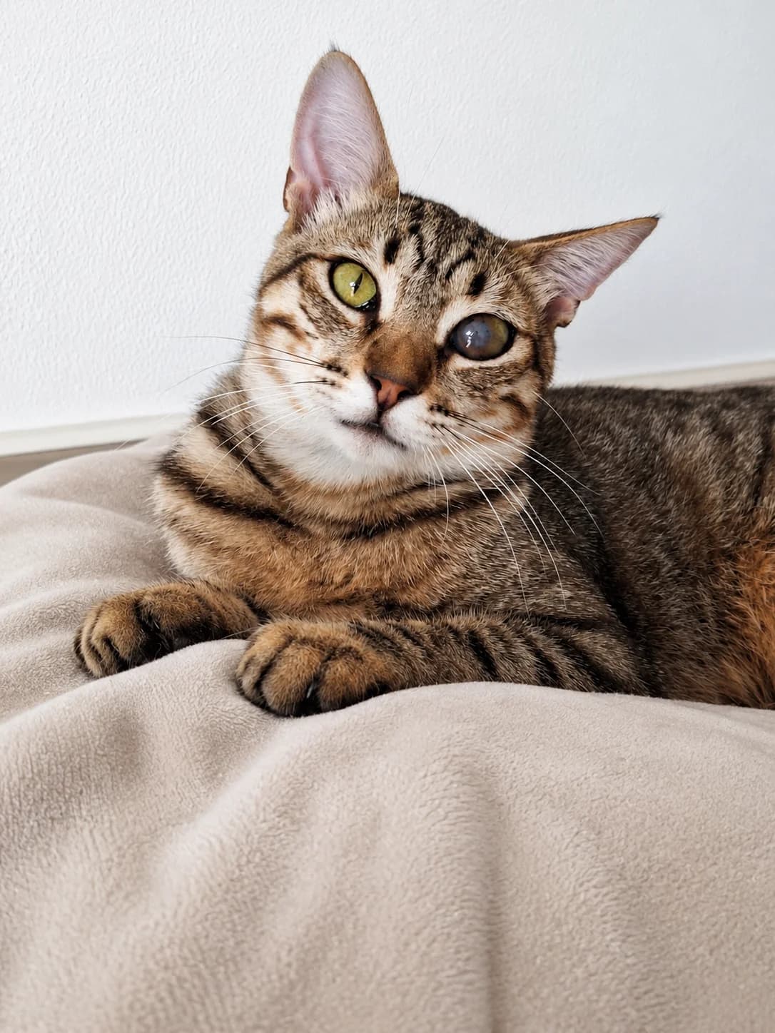 Astro, male young European Shorthair for adoption at APADAC — Protectora de Animales
