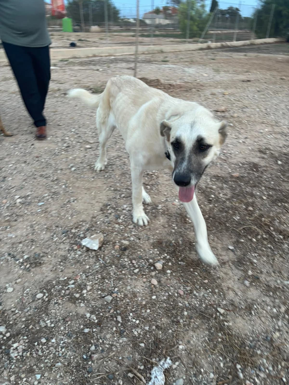 Aura, female young Spanish Mastiff for adoption at APADAC — Protectora de Animales