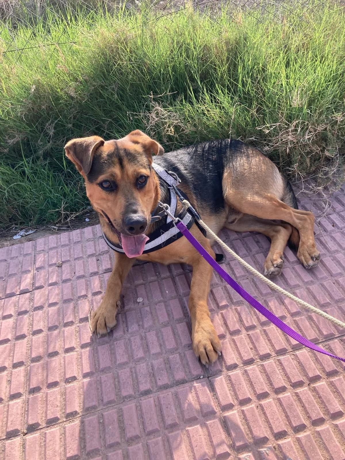 Ballantines, male 5yo German Shepherd for adoption at APADAC — Protectora de Animales