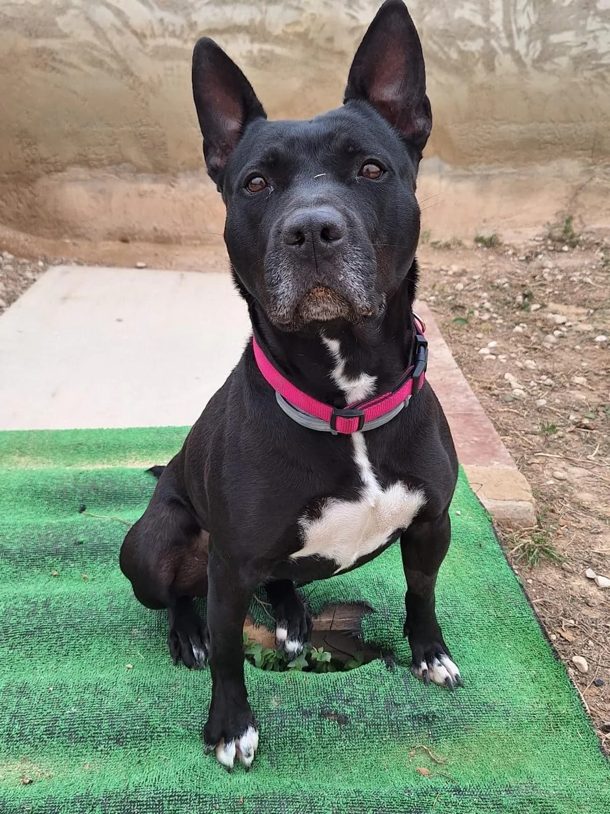 Bella, female 5yo American Staffordshire Terrier for adoption at APADAC — Protectora de Animales