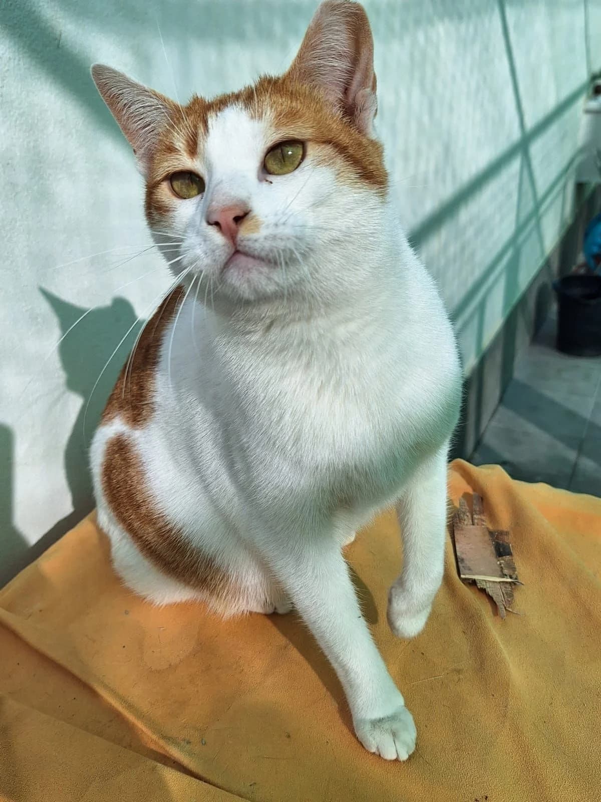 Blanca, female young mixed breed for adoption at APADAC — Protectora de Animales