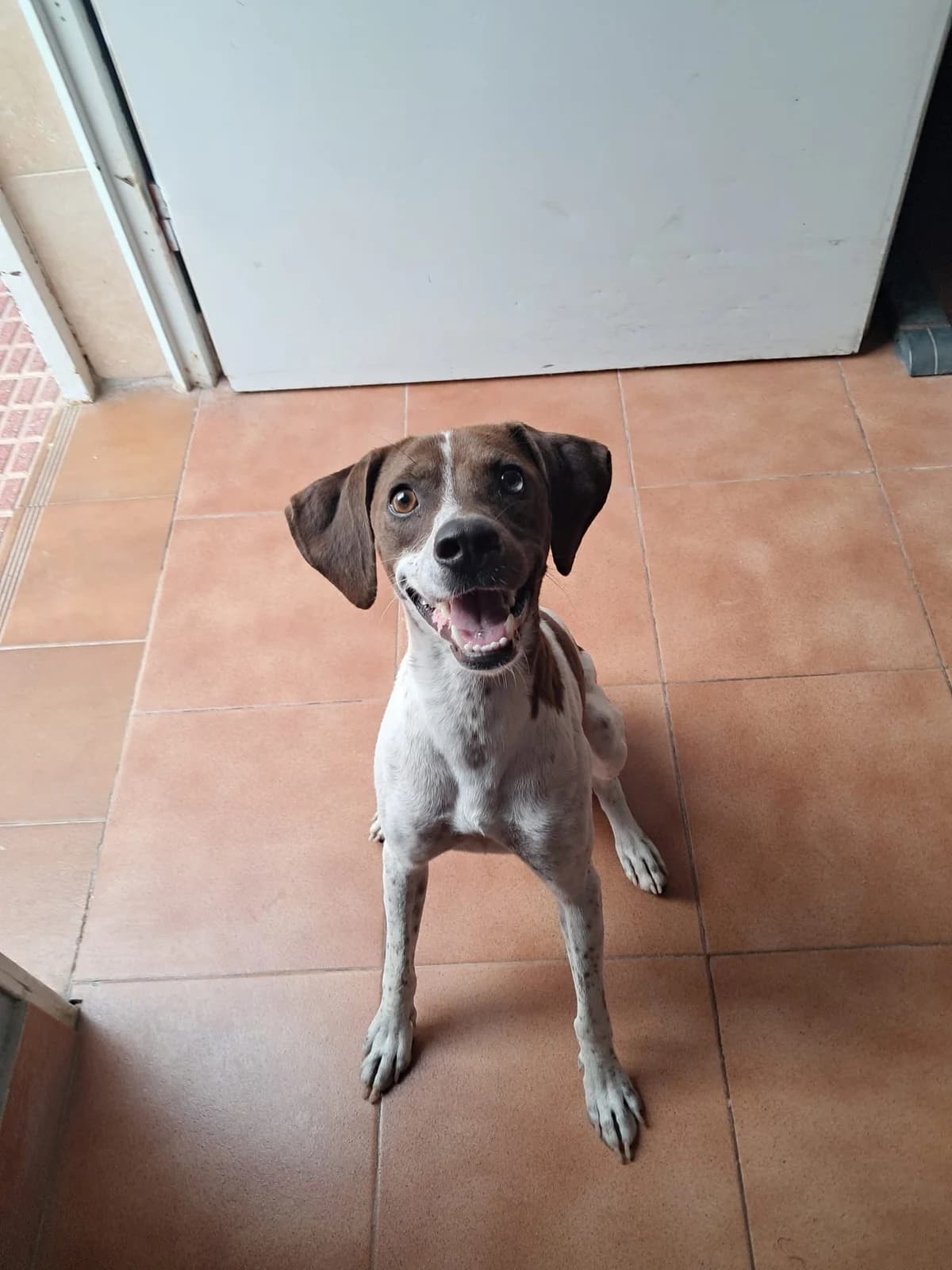 Bruno, male young Mixed Breed for adoption at APADAC — Protectora de Animales