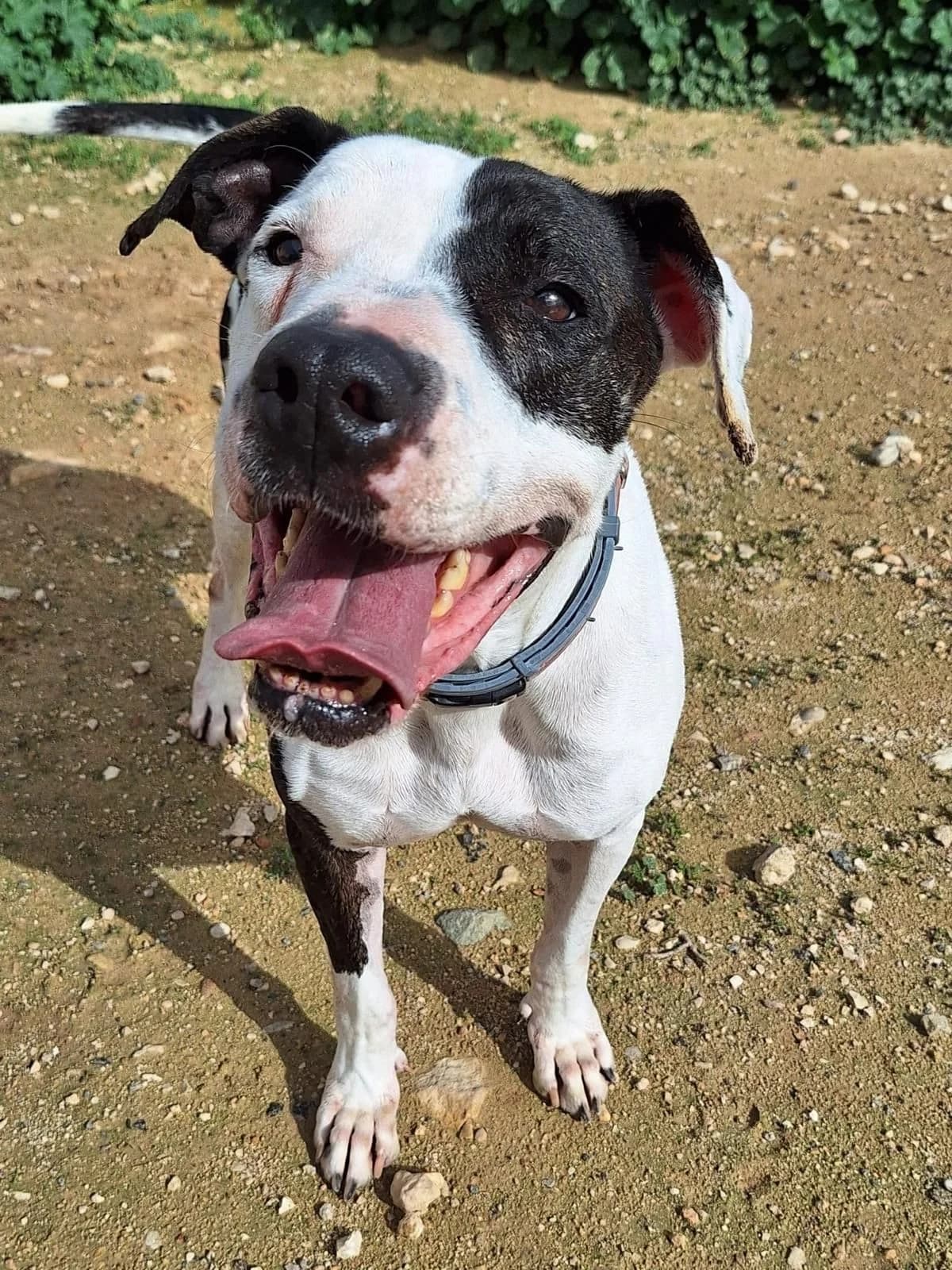Bubba, female 7yo American Staffordshire Terrier for adoption at APADAC — Protectora de Animales