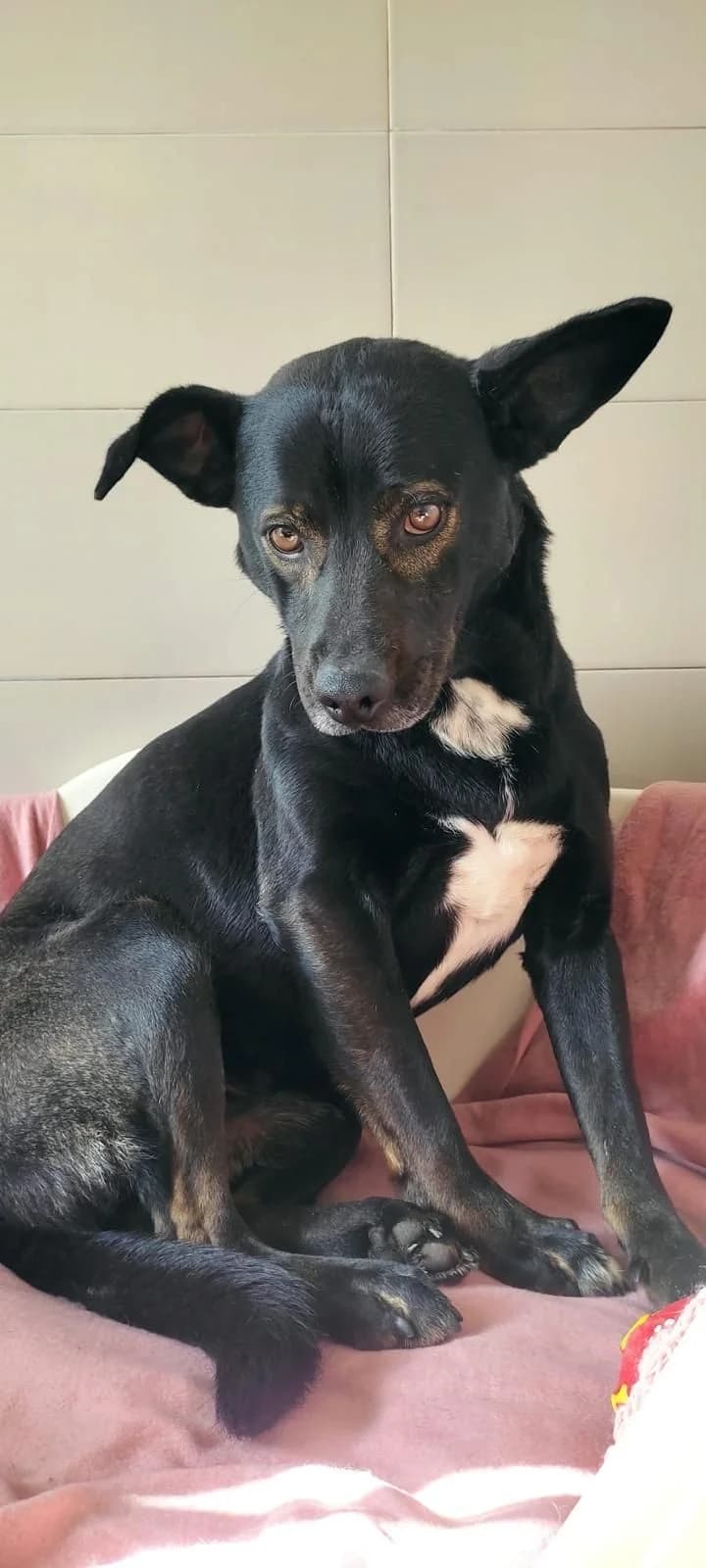 Chulo, male young Mixed Breed for adoption at APADAC — Protectora de Animales