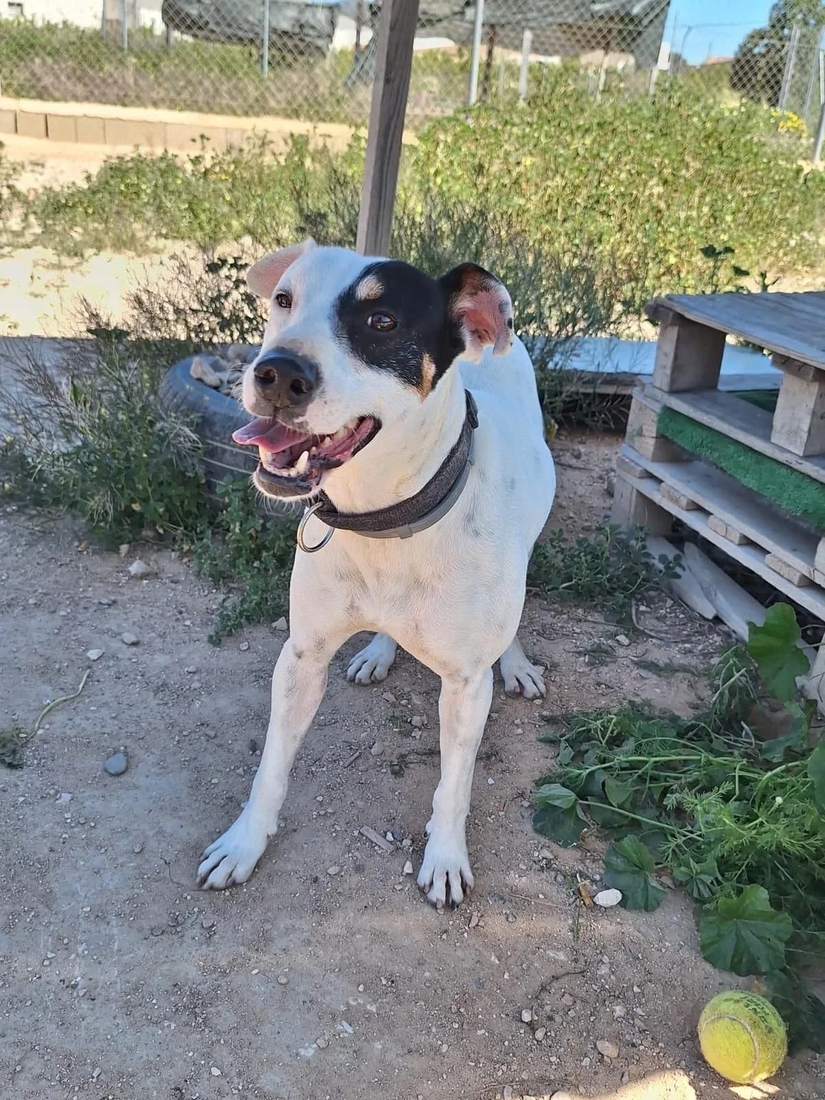 Damon, male 5yo Pointer for adoption at APADAC β Protectora de Animales