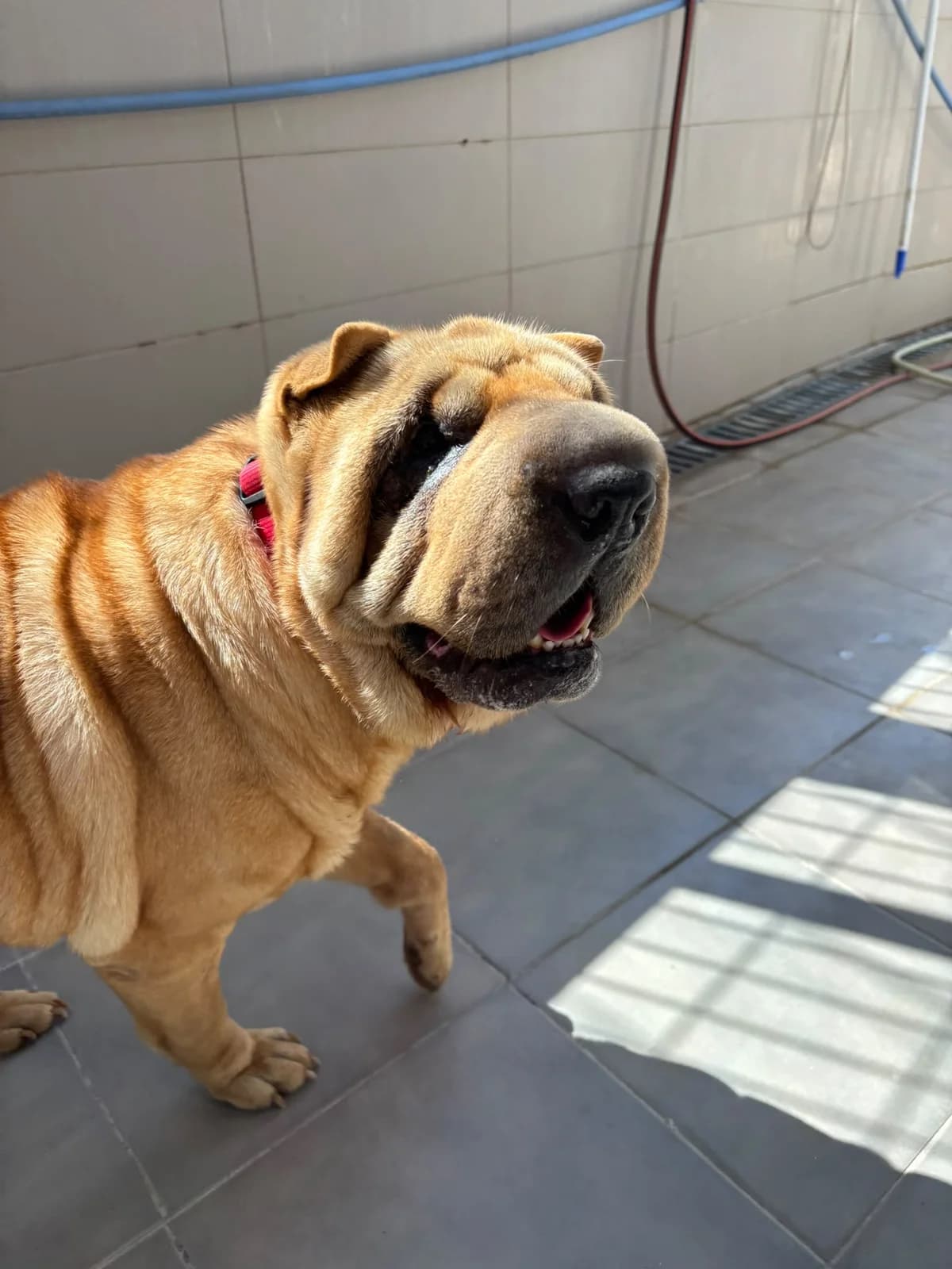 Flora, female young Shar Pei for adoption at APADAC — Protectora de Animales