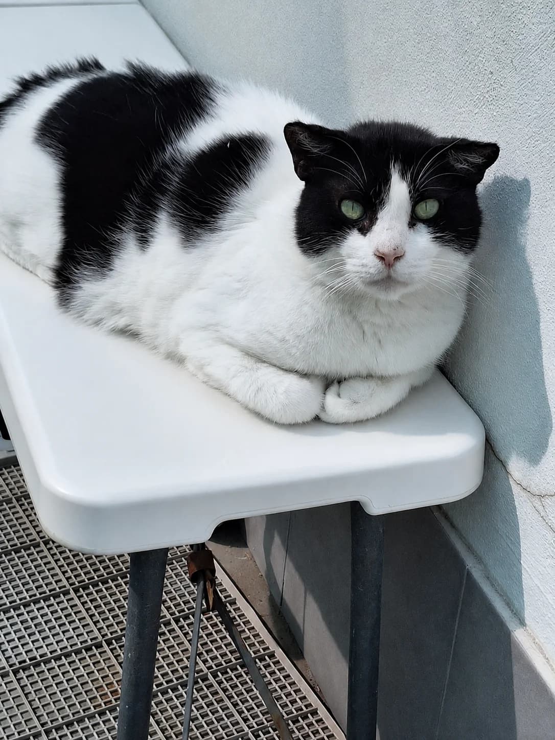 Francisco, male senior European Shorthair for adoption at APADAC — Protectora de Animales