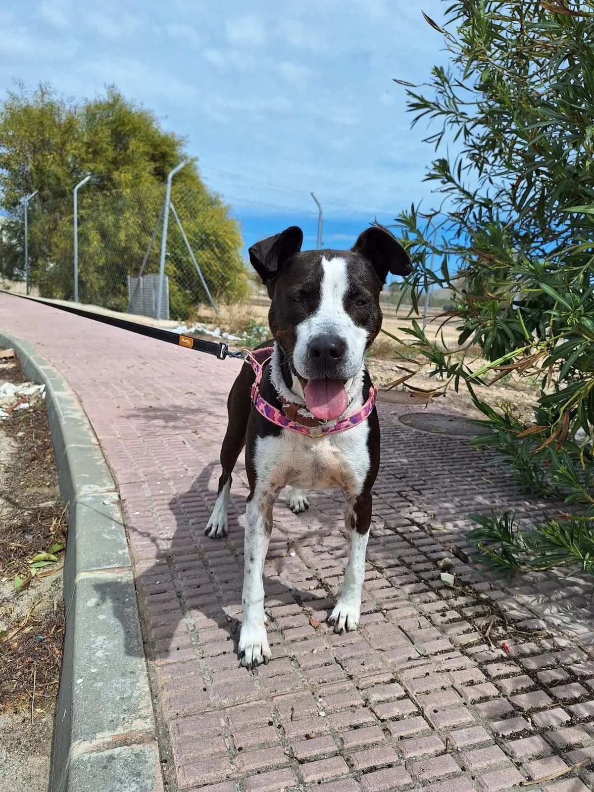 Ginseng, female 7yo American Staffordshire Terrier for adoption at APADAC — Protectora de Animales