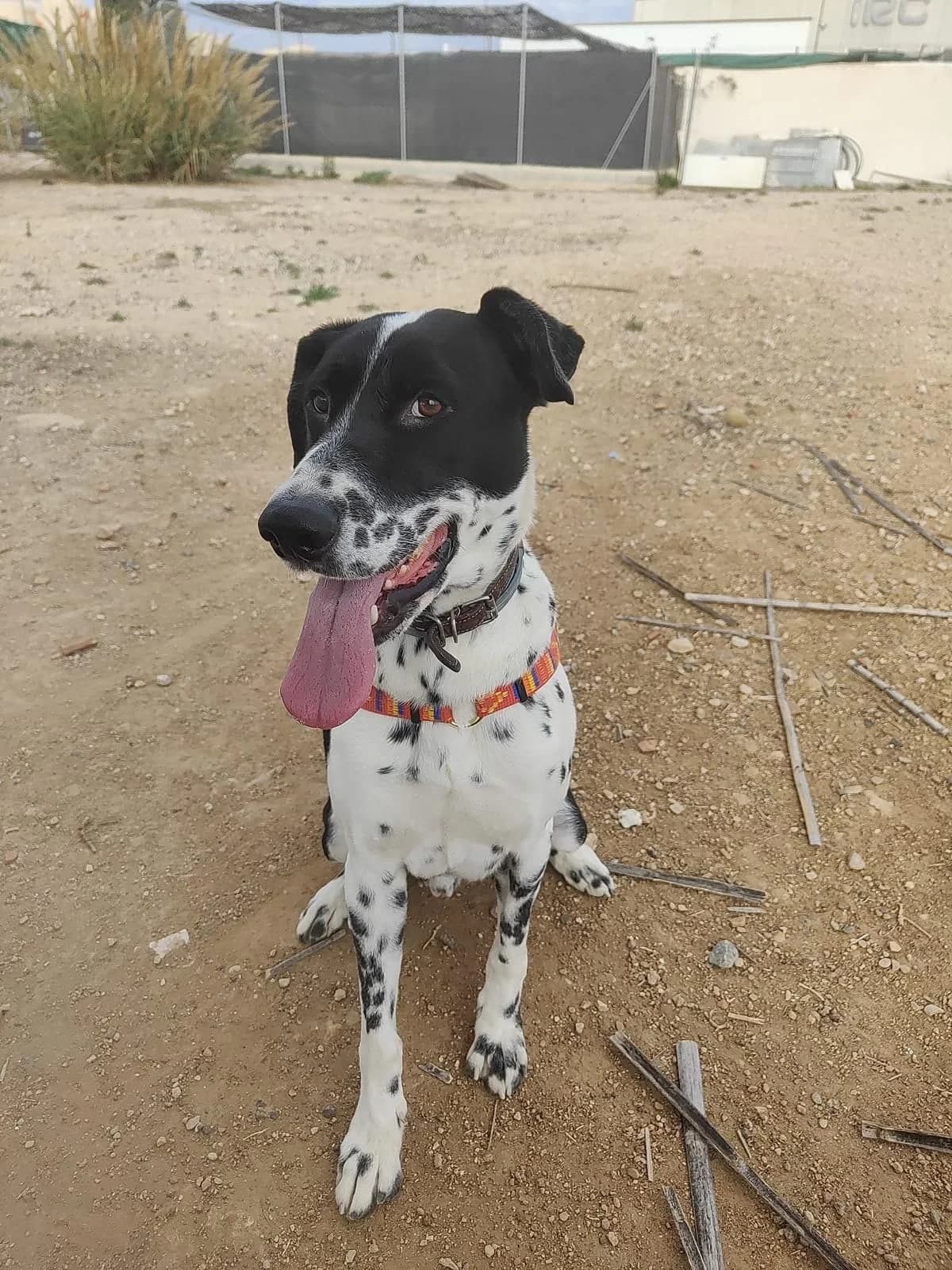 Godo, male 5yo Dalmatian for adoption at APADAC — Protectora de Animales