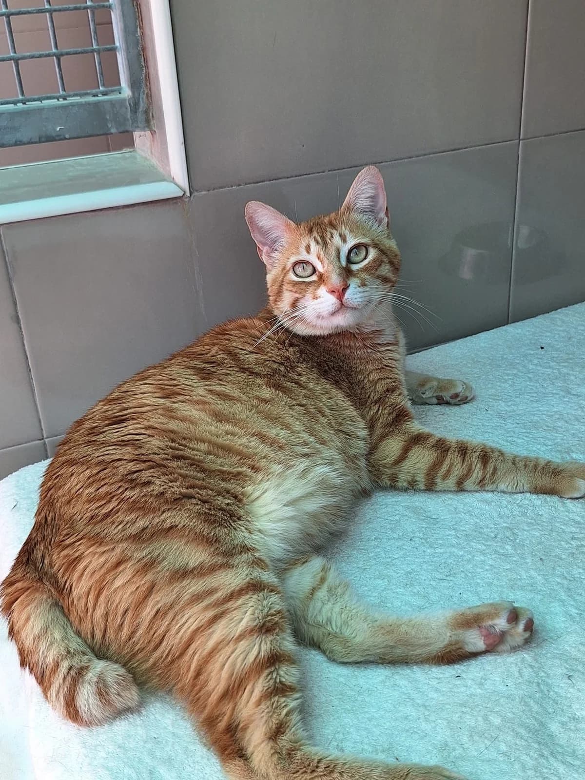 Isidoro, male 4yo European Shorthair for adoption at APADAC — Protectora de Animales