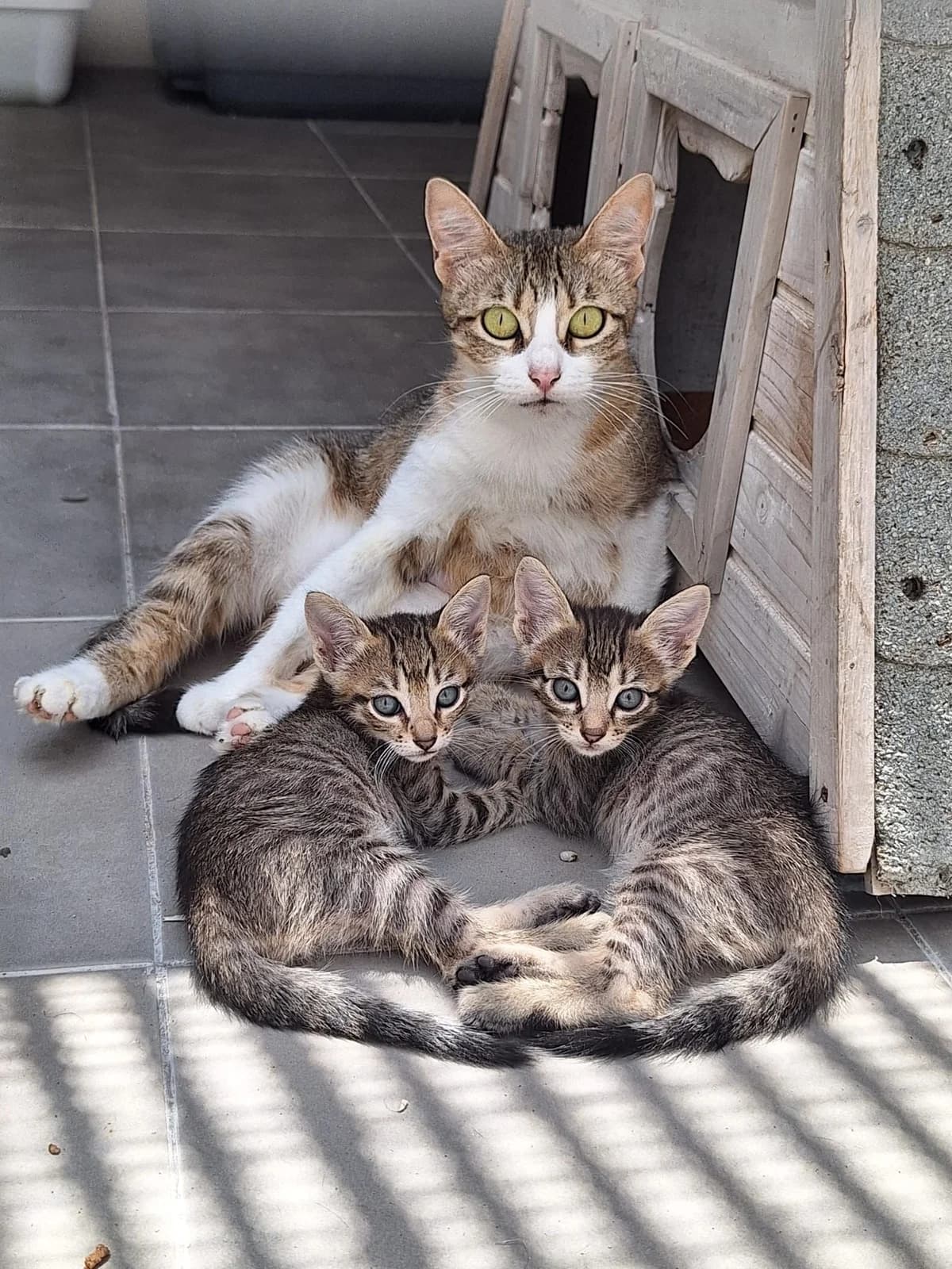Los bebés de Kinder 🥚🍫, female young Mixed Breed for adoption at APADAC — Protectora de Animales