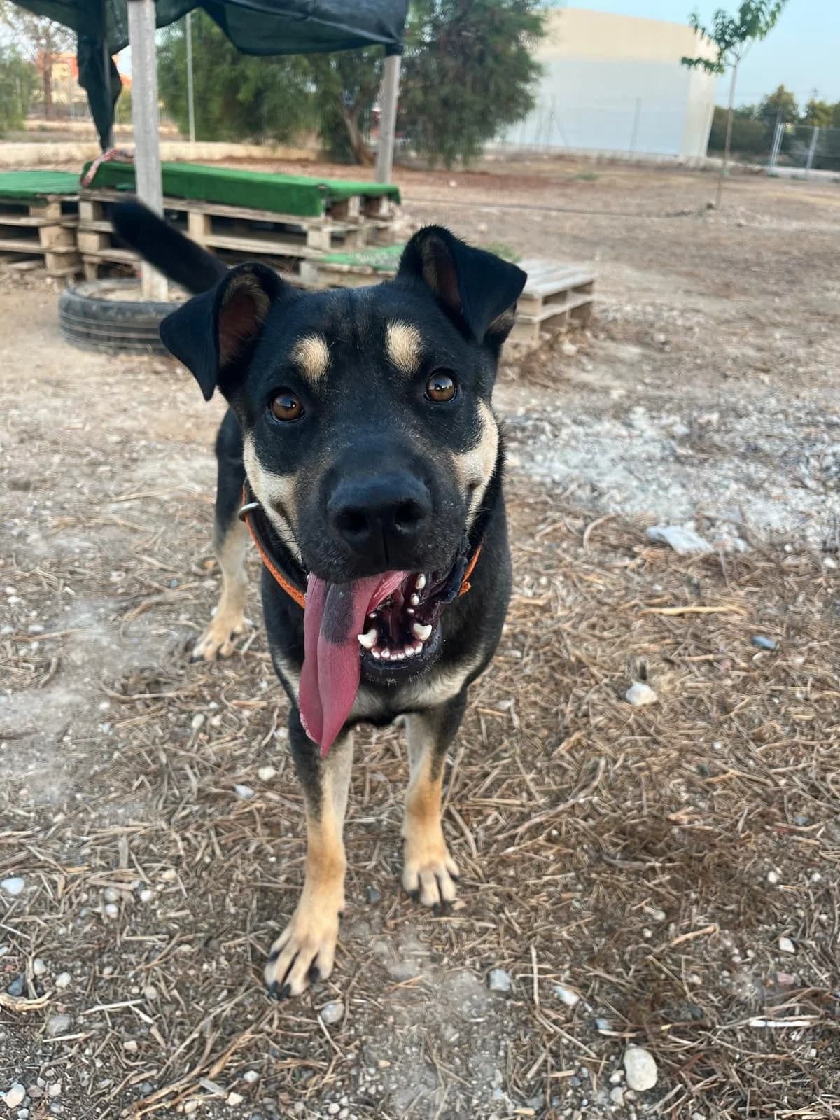 Marlon, male 3yo Rottweiler for adoption at APADAC — Protectora de Animales