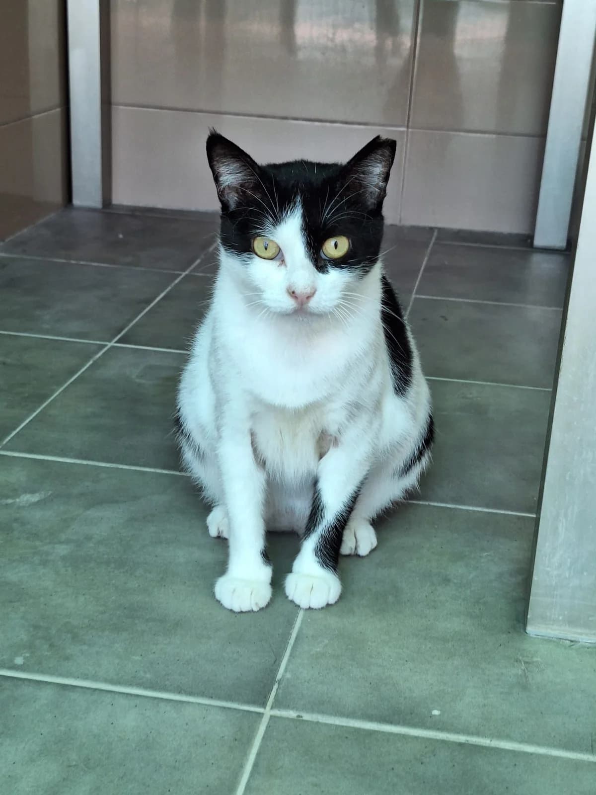 Minerva, European Shorthair for adoption at APADAC — Protectora de Animales