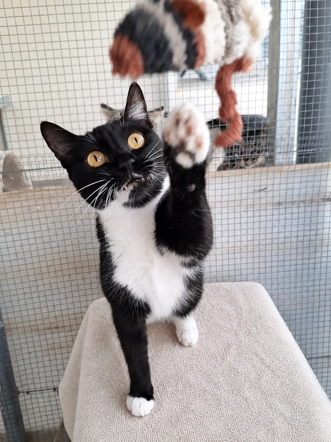 Ozzy, female 7yo European Shorthair for adoption at APADAC — Protectora de Animales
