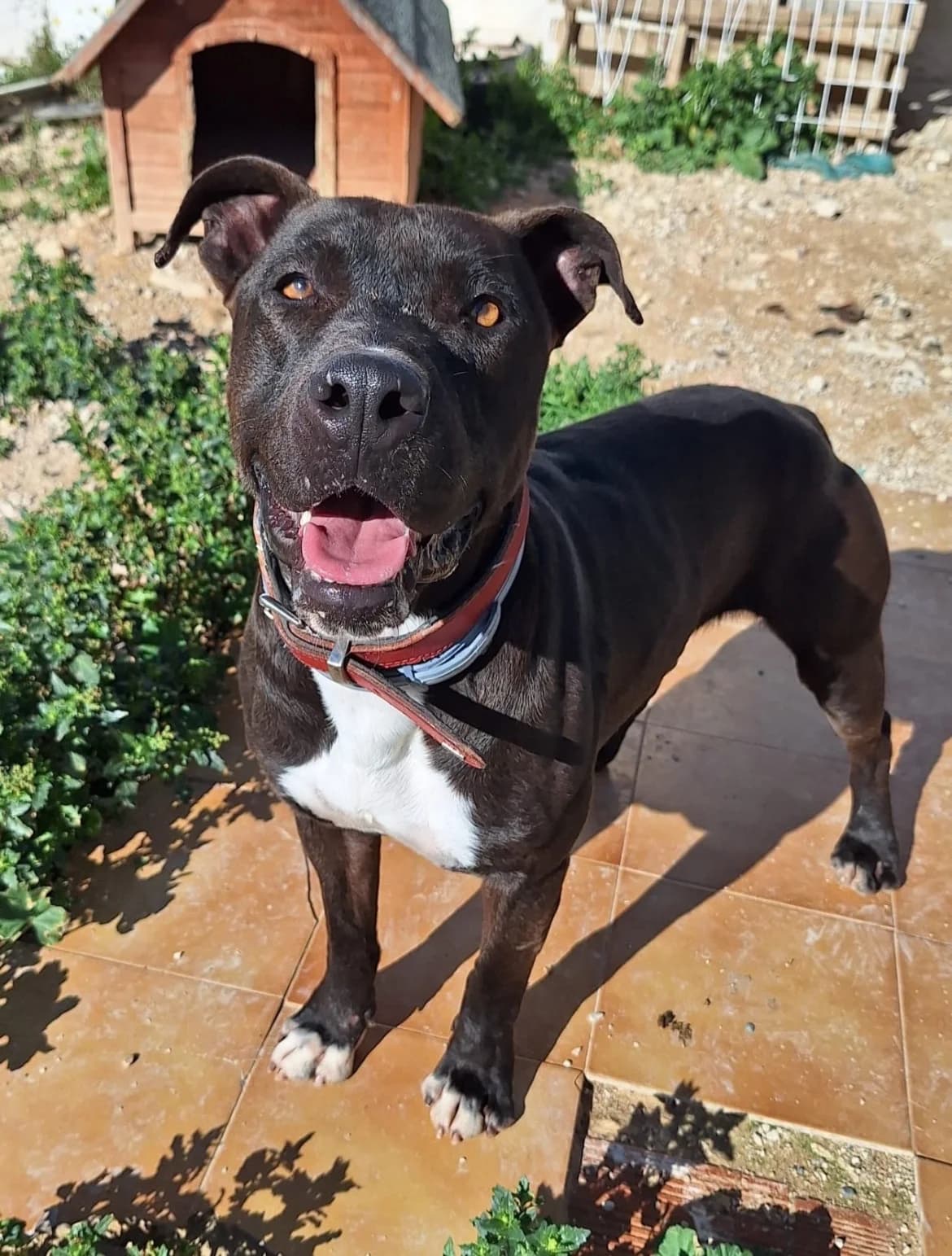 Pau, male 4yo American Staffordshire Terrier for adoption at APADAC — Protectora de Animales